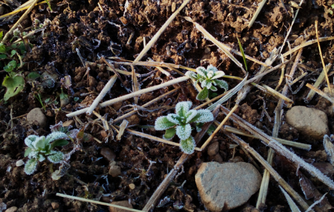 orto 3c humana italia